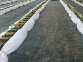 Tejido de geotextil de drenaje PET para deshierba y retención de agua